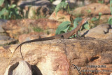 Varanus glebopalma s0291.jpg