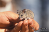Bolams Mouse