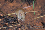 Sandy Inland Mouse s0296.jpg