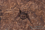 Common Sheathtail Bat  s0242.jpg