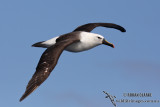 Yellow-nosed Albatross 5153.jpg