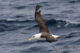 Campbell Albatross 6051.jpg
