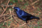 Satin Bowerbird s1993.jpg