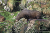 New Zealand Fur-Seal s0383.jpg