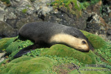 Sub-Antarctic Fur-Seal s0416.jpg
