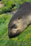 Sub-Antarctic Fur-Seal s0417.jpg