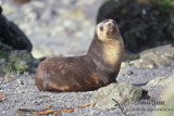 Sub-Antarctic Fur-Seal s0422.jpg