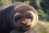 Sub-Antarctic Fur-Seal s0426.jpg