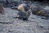 Antarctic Fur-Seal s0427.jpg