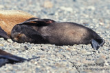 Antarctic Fur-Seal s0431.jpg