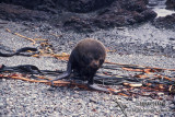 Antarctic Fur-Seal s0442.jpg