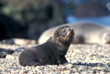 Antarctic Fur-Seal s0449.jpg