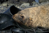 Antarctic Fur-Seal s0450.jpg