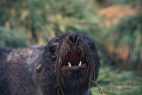 Antarctic Fur-Seal s0454.jpg