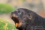 Antarctic Fur-Seal s0456.jpg