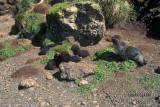 Antarctic Fur-Seal s0457.jpg