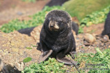 Antarctic Fur-Seal s0459.jpg