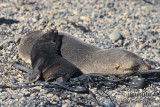 Antarctic Fur-Seal s0484.jpg