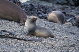 Antarctic Fur-Seal s0486.jpg