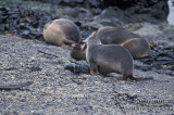 Antarctic Fur-Seal s0489.jpg