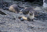 Antarctic Fur-Seal s0491.jpg