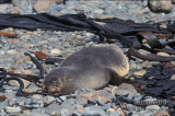 Antarctic Fur-Seal s0499.jpg