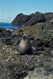 Antarctic Fur-Seal s0511.jpg