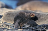 Antarctic Fur-Seal s0522.jpg
