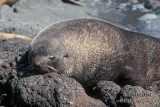 Antarctic Fur-Seal s0525.jpg