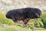 Antarctic Fur-Seal s0533.jpg
