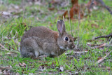 European Rabbit 9845.jpg