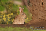 European Rabbit 9854.jpg