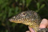 Varanus indicus 2195.jpg