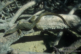 Varanus indicus s0307.jpg