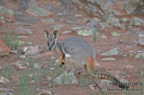 Yellow-footed Rock-Wallaby a2515.jpg