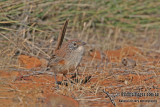 Short-tailed Grasswren a3057.jpg