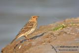 Red-throated Pipit a4684.jpg