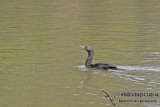 Little Black Cormorant a9531.jpg