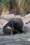 Hookers Sea-lion s0554.jpg