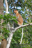 Proboscis Monkey 3244.jpg