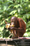 Orangutan 3508.jpg