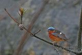 White-throated Rock Thrush a8181.jpg