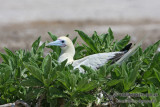Red-footed Booby 4014.jpg