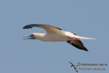 Red-footed Booby 5178.jpg