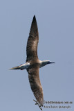 Red-footed Booby 5962.jpg