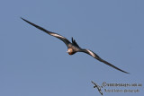 Lesser Frigatebird 3953.jpg