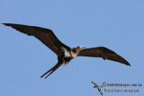 Lesser Frigatebird 4963.jpg