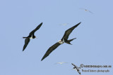 Lesser Frigatebird 5289.jpg