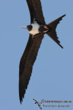 Lesser Frigatebird 5461.jpg