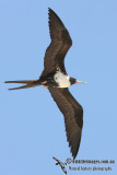 Lesser Frigatebird 5468.jpg